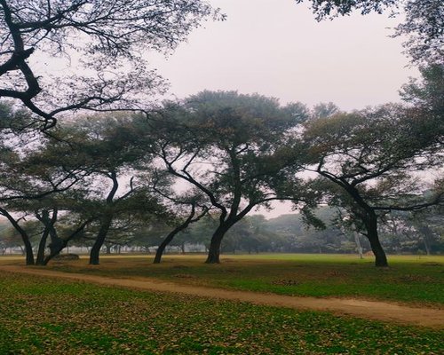 A quiet park view with trees providing an environment for eyes relaxation